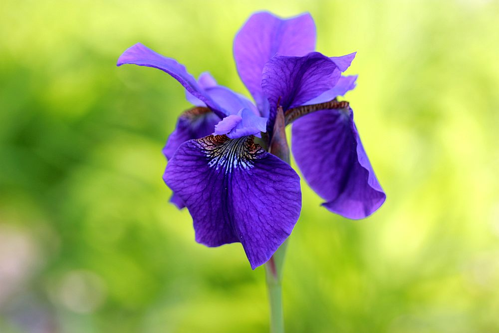 Blaublütig - die Iris