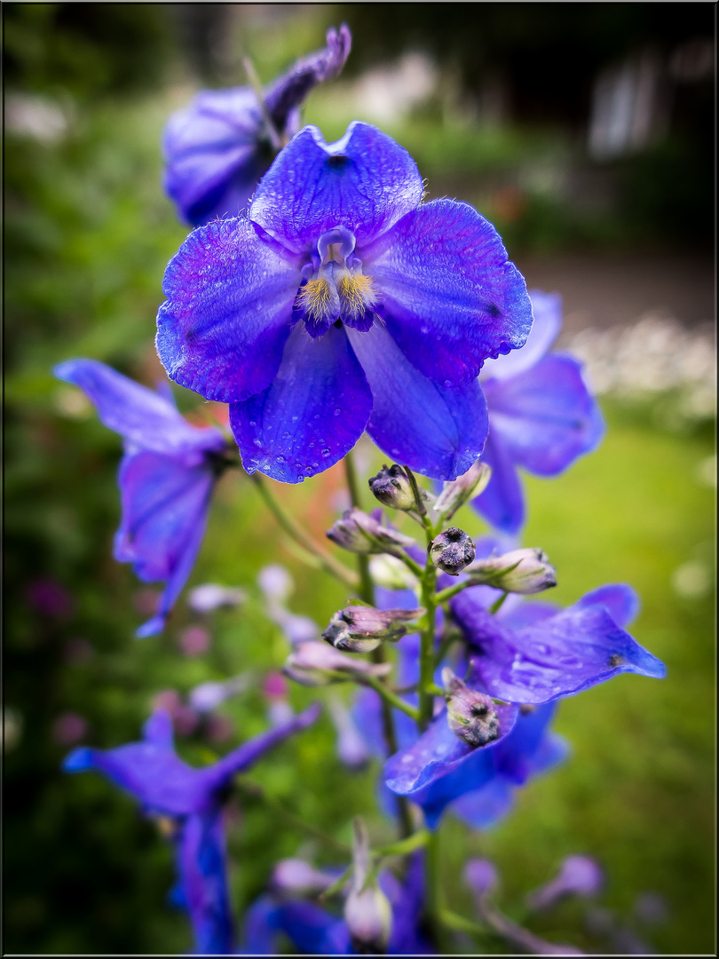 Blaublütig in Nachbars Garten