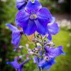 Blaublütig in Nachbars Garten