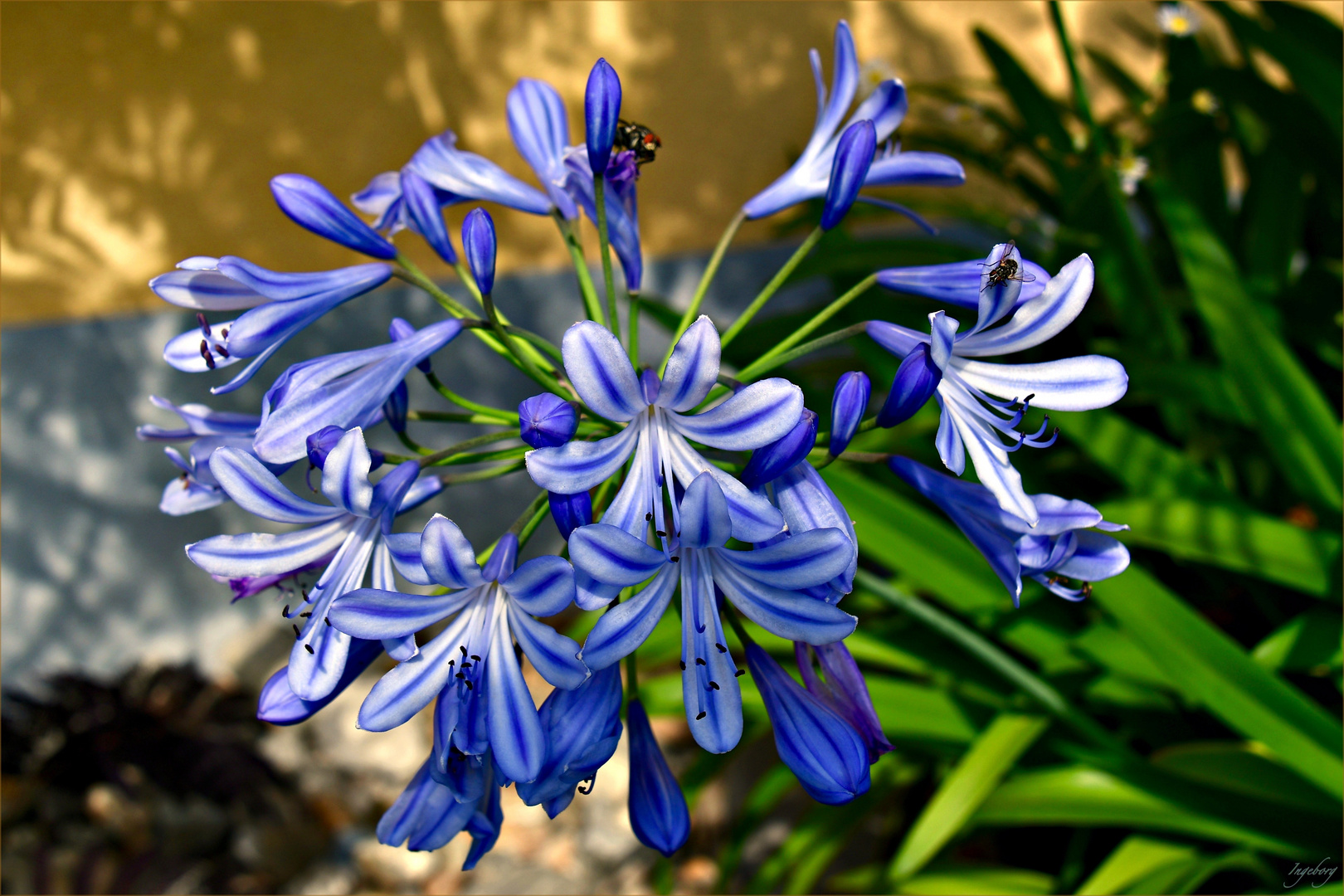 * blaublütige Anziehungskraft * Foto & Bild | outdoor ...