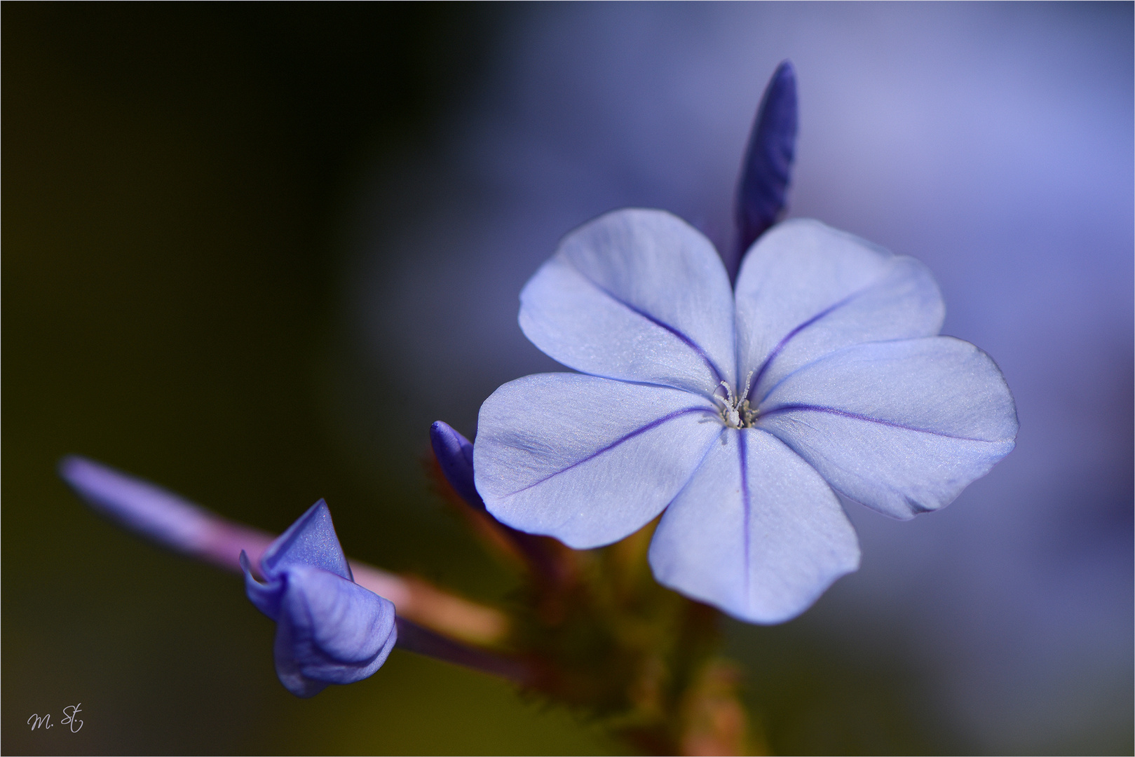 Blaublütige