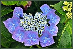 ~ blaublütige Gartenhortensie ~