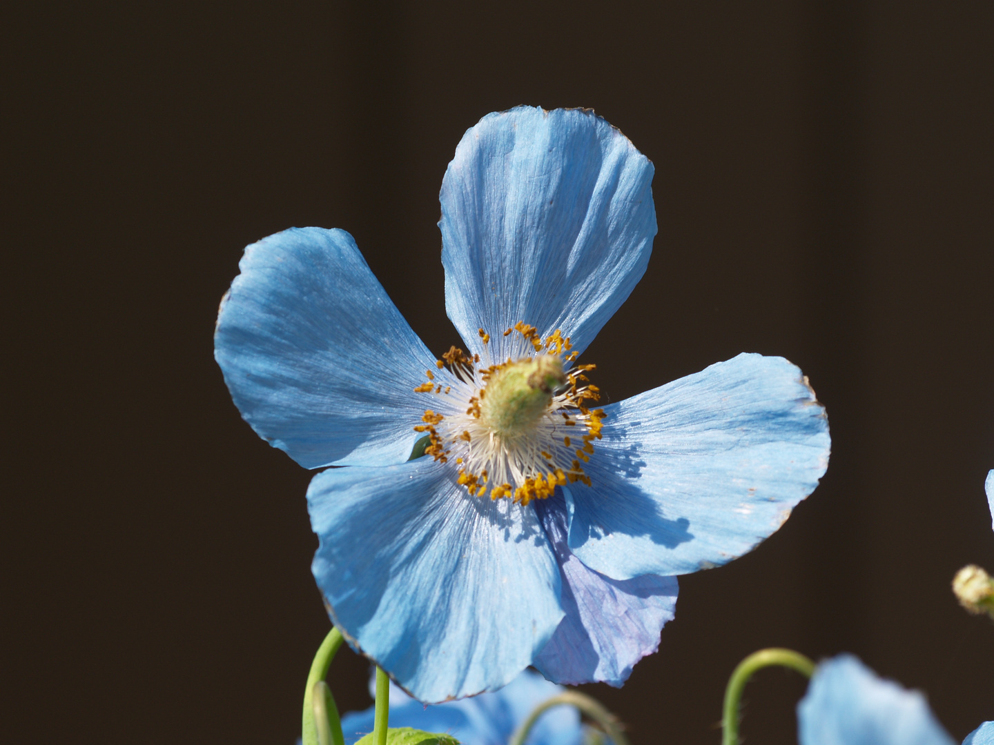 Blaublütige Schönheit