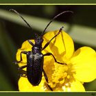 Blaubock - Käfer