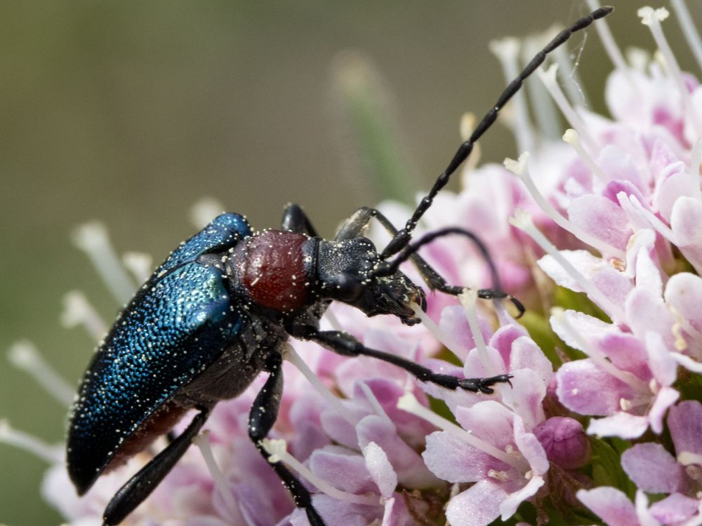 Blaubockkäfer