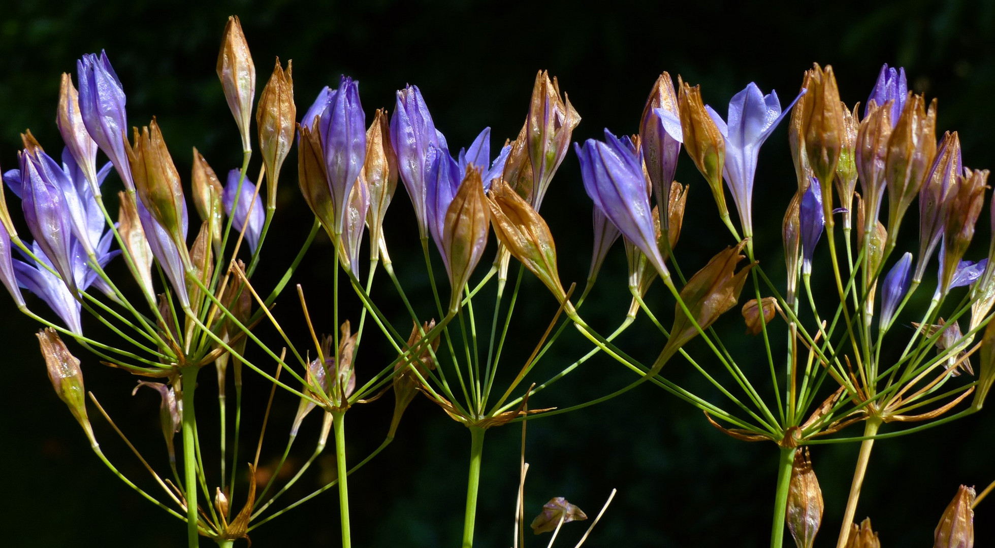 Blaubraun - Blüten - Kombi / Ein kommen und gehen von Farben der Blütezeit