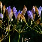 Blaubraun - Blüten - Kombi / Ein kommen und gehen von Farben der Blütezeit