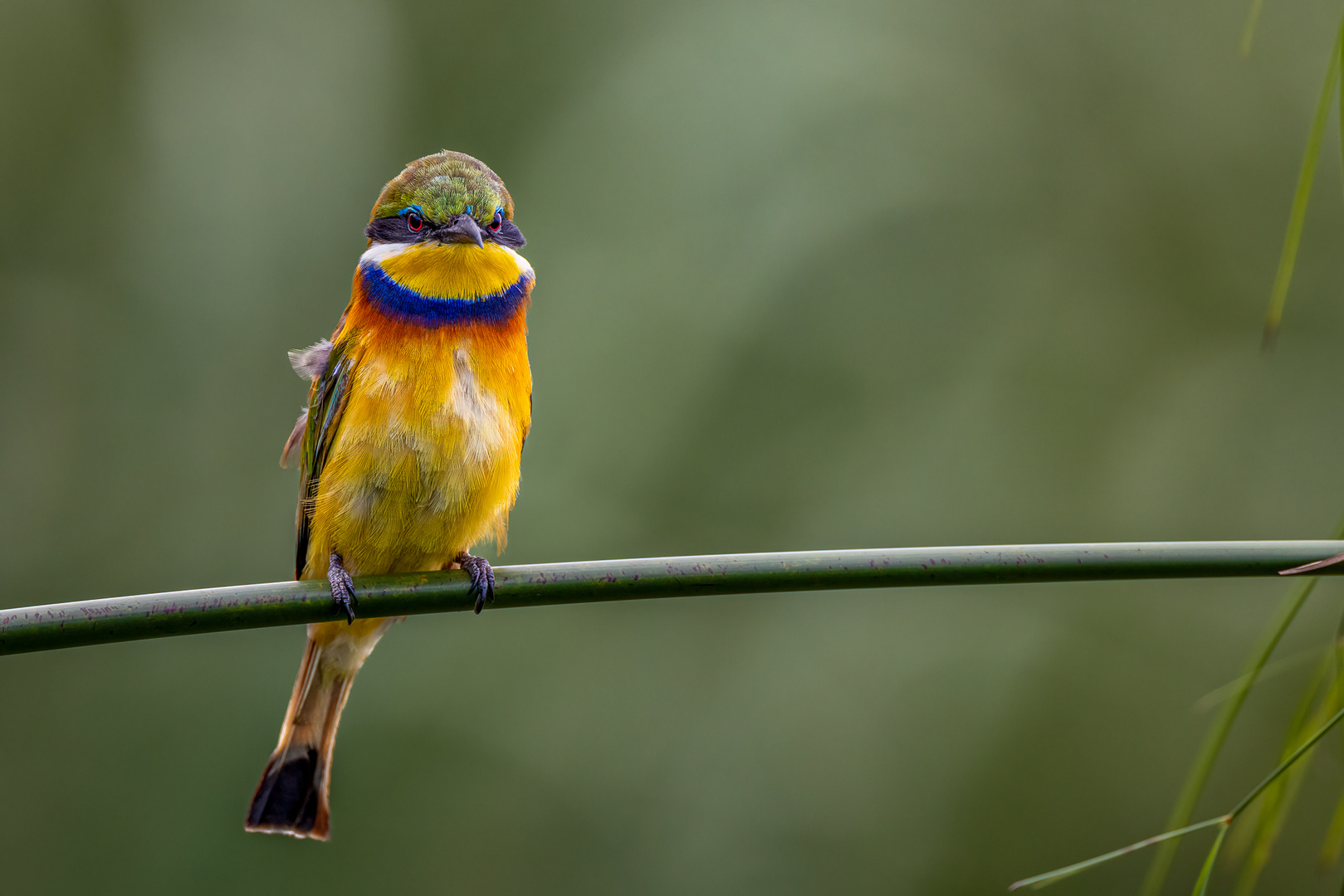 Blaubrustspint (Blue-breasted Bee-eater)