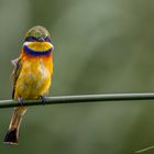 Blaubrustspint (Blue-breasted Bee-eater)