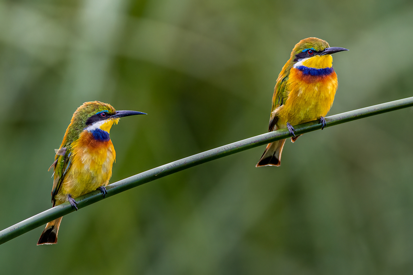 Blaubrustspint (Blue-breasted Bee-eater)