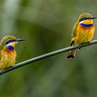 Blaubrustspint (Blue-breasted Bee-eater)