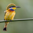 Blaubrustspint (Blue-breasted Bee-eater)