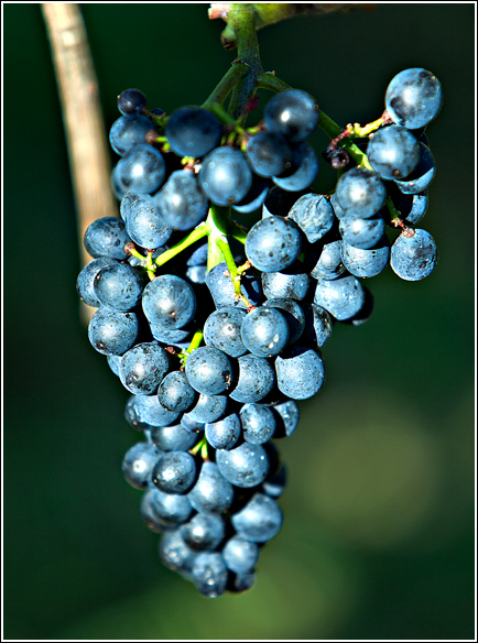 Blauburger Traube