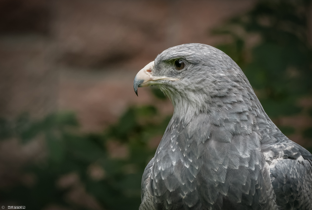 Blaubussard