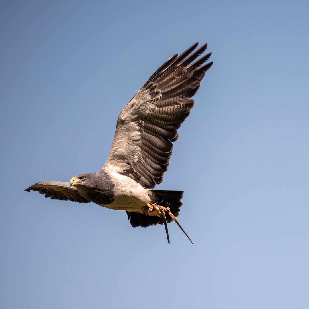 Blaubussard