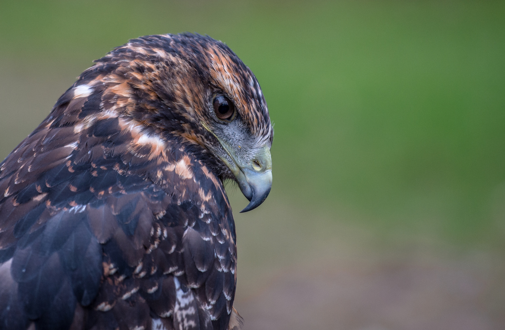 Blaubussard