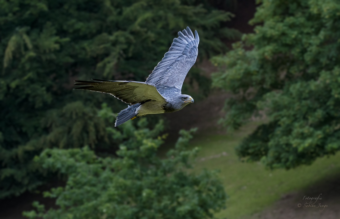 Blaubussard