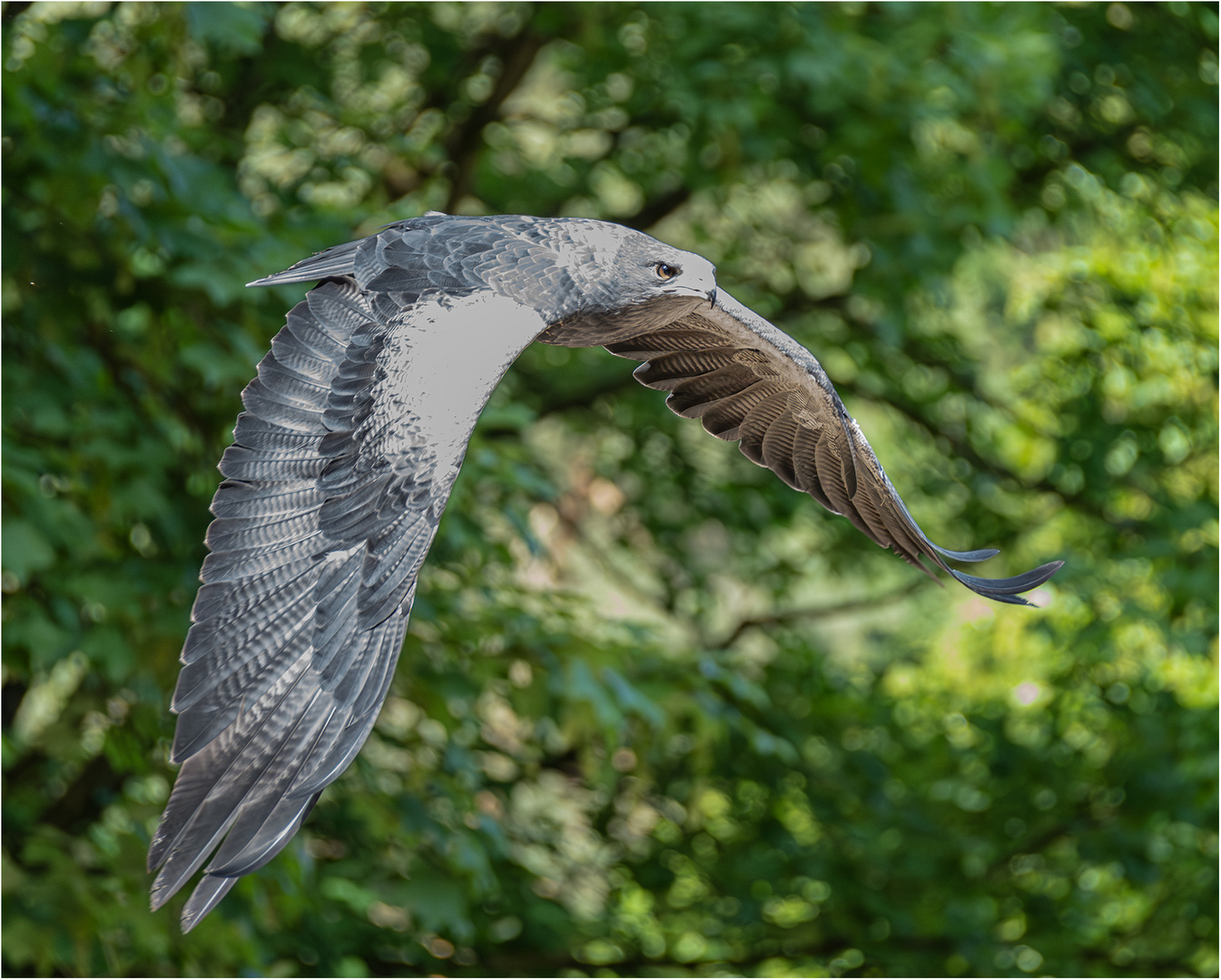 Blaubussard