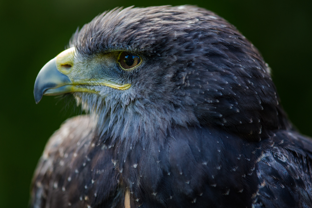 Blaubussard