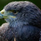 Blaubussard