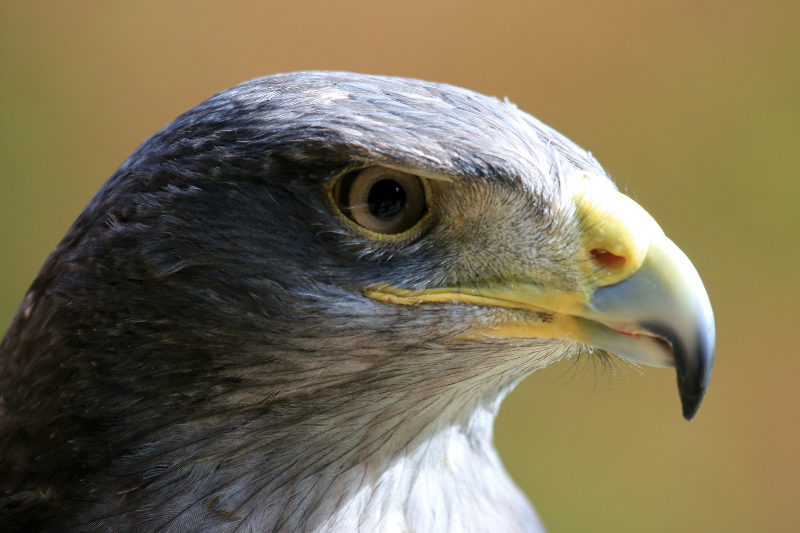 Blaubussard