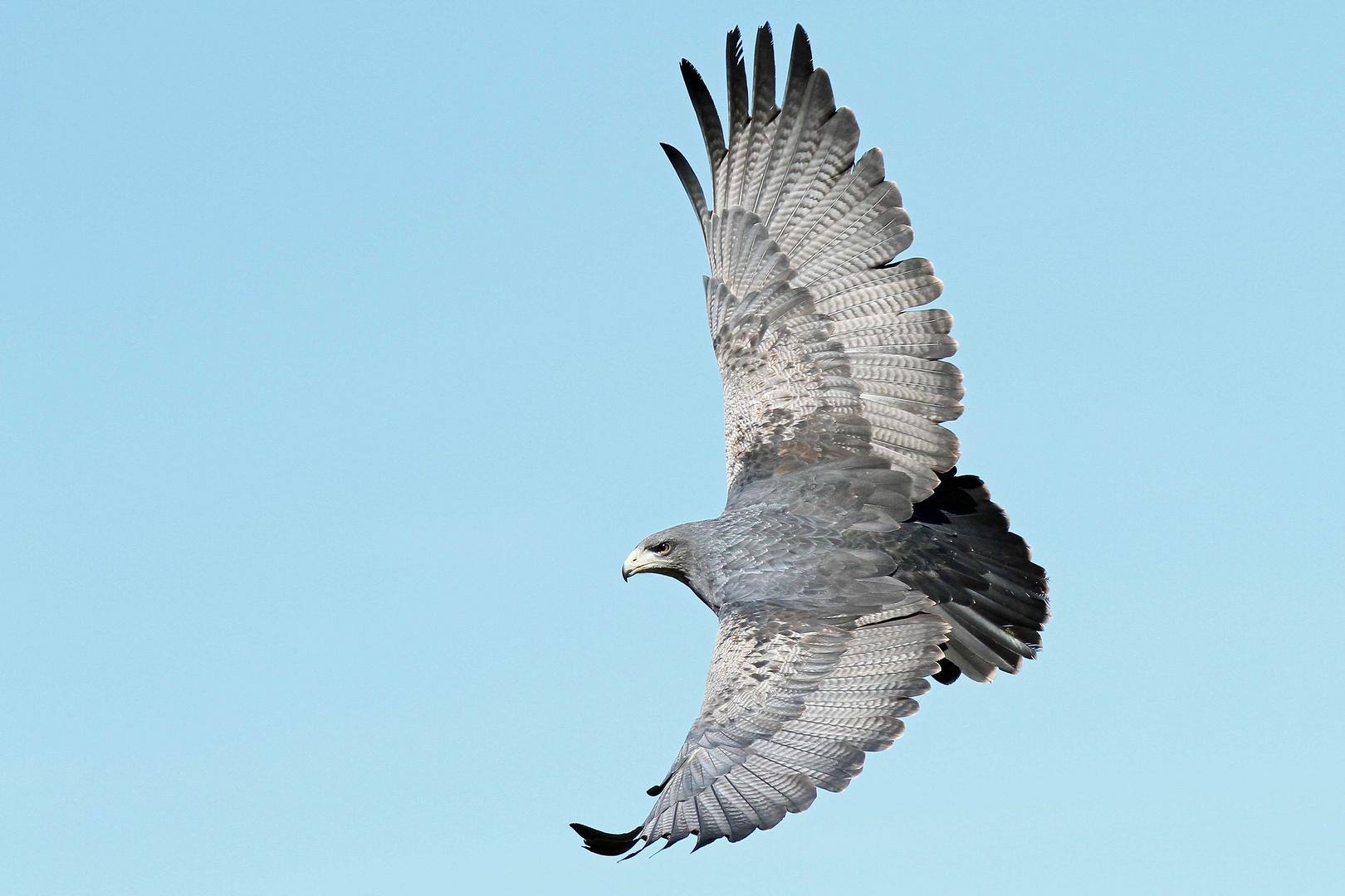 Blaubussard