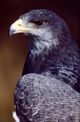 Blaubussard