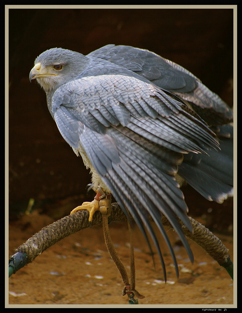 Blaubussard