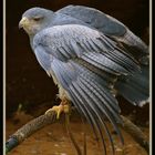 Blaubussard