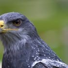 Blaubussard