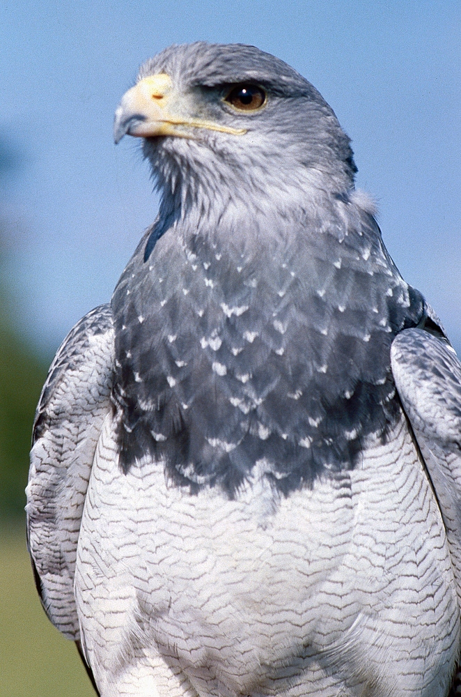 Blaubussard