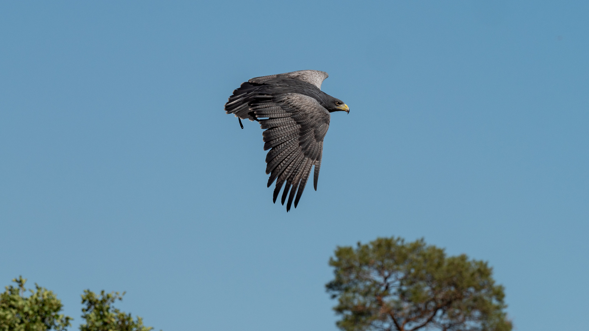 Blaubussard