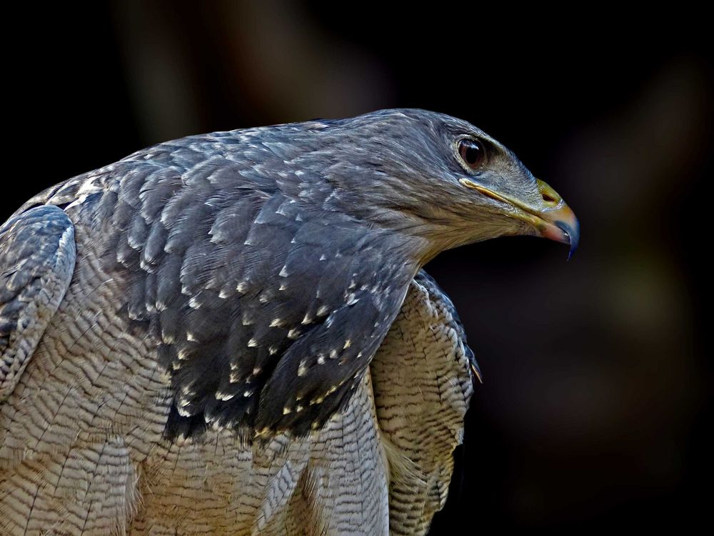 Blaubussard