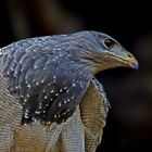 Blaubussard