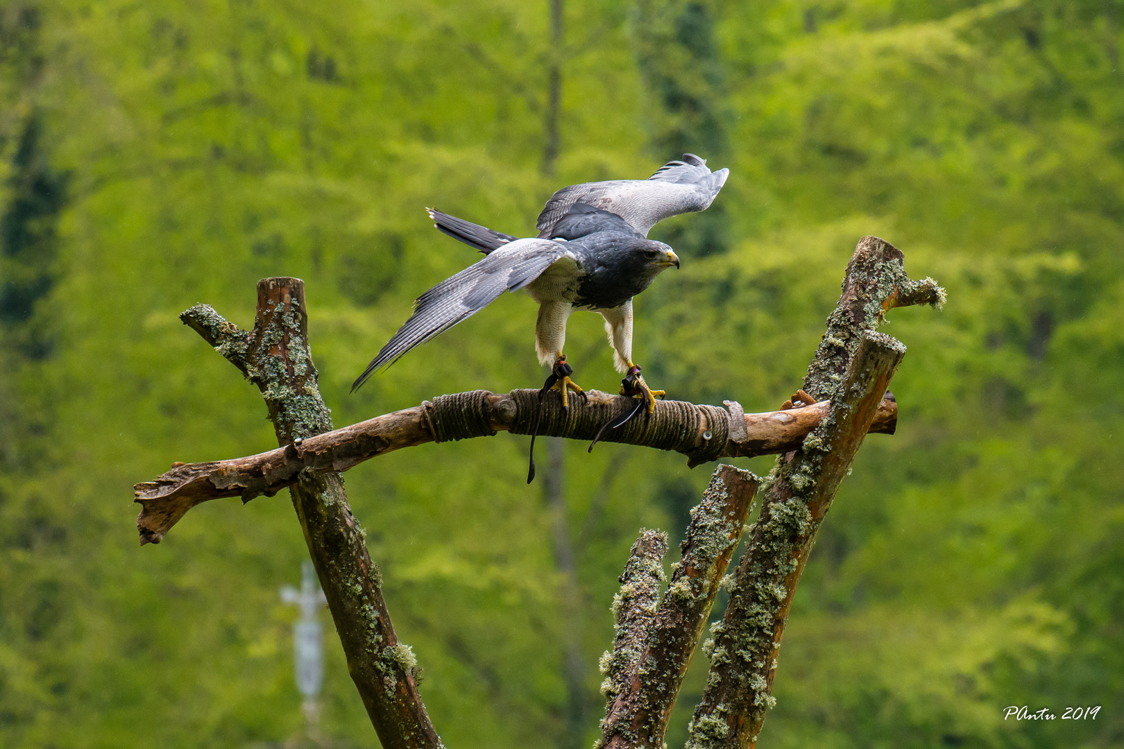 Blaubussard