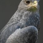 Blaubussard