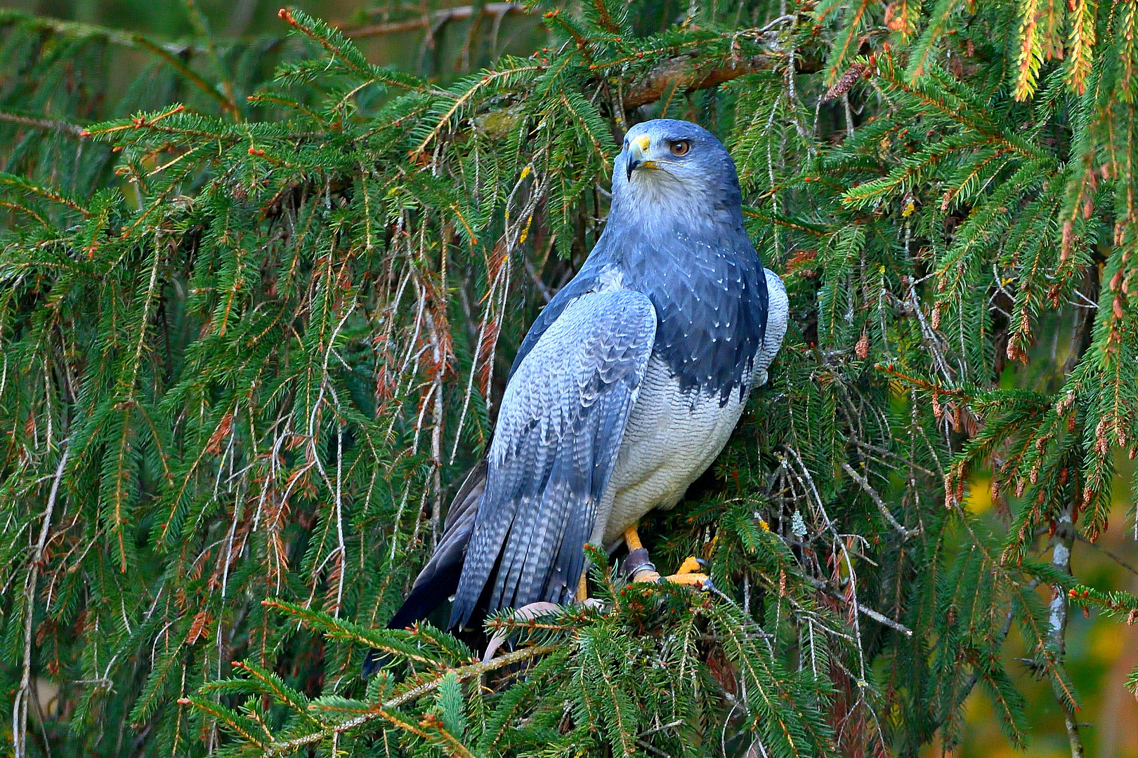 Blaubussard