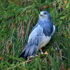 Blaubussard