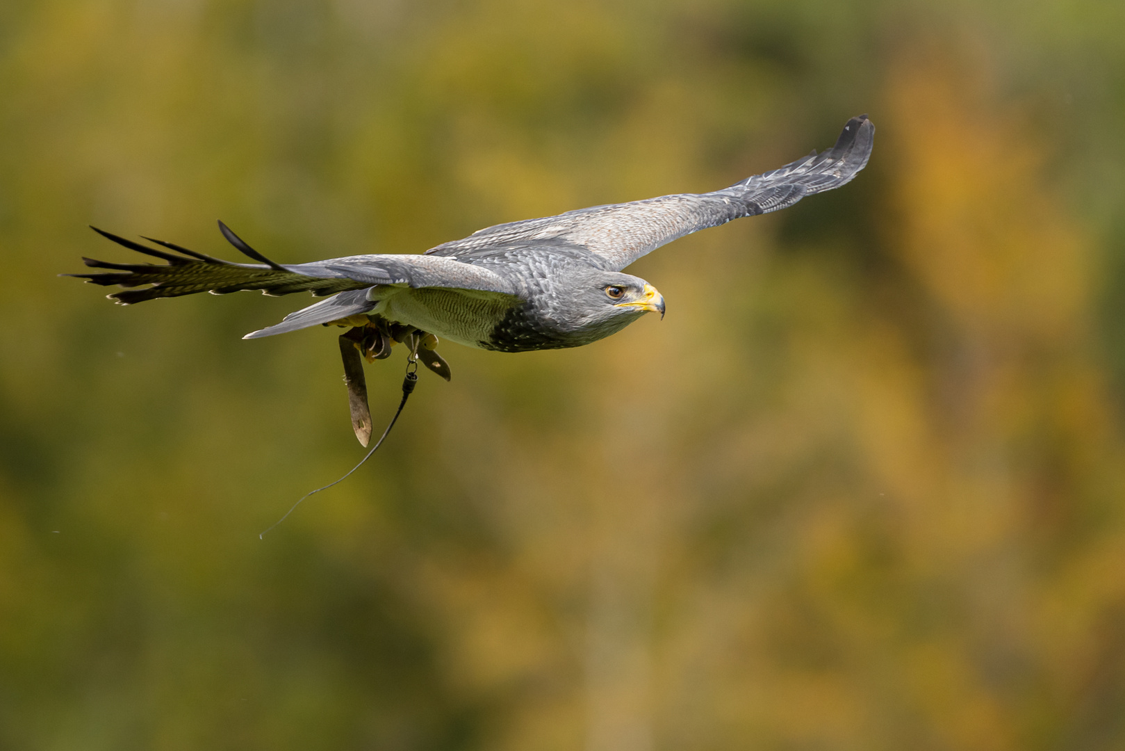 Blaubussard