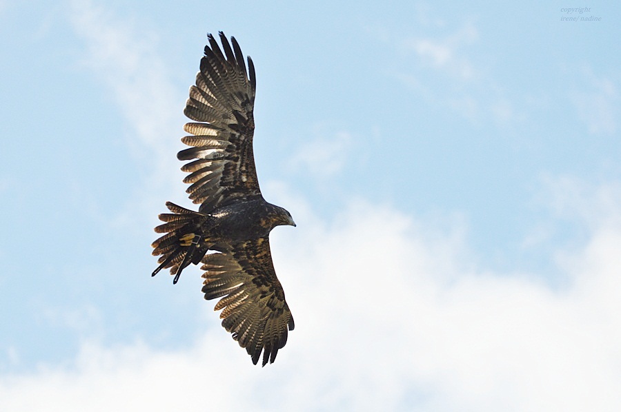 "Blaubussard"