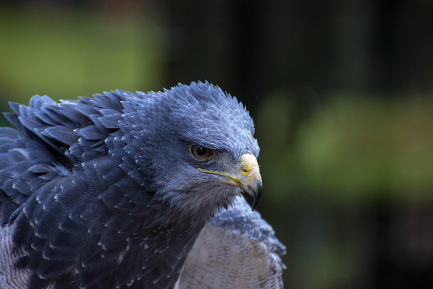 Blaubussard