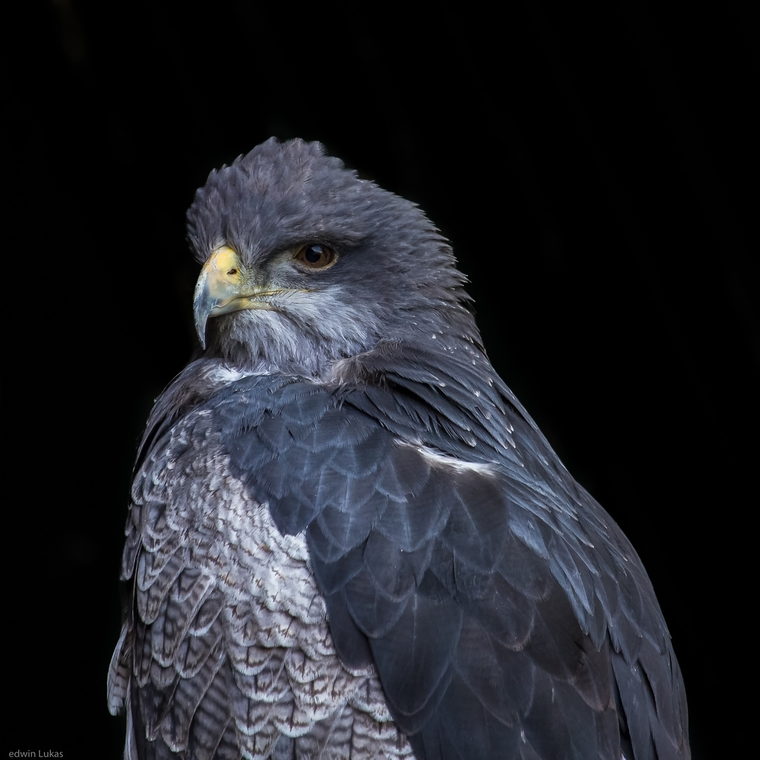 Blaubussard