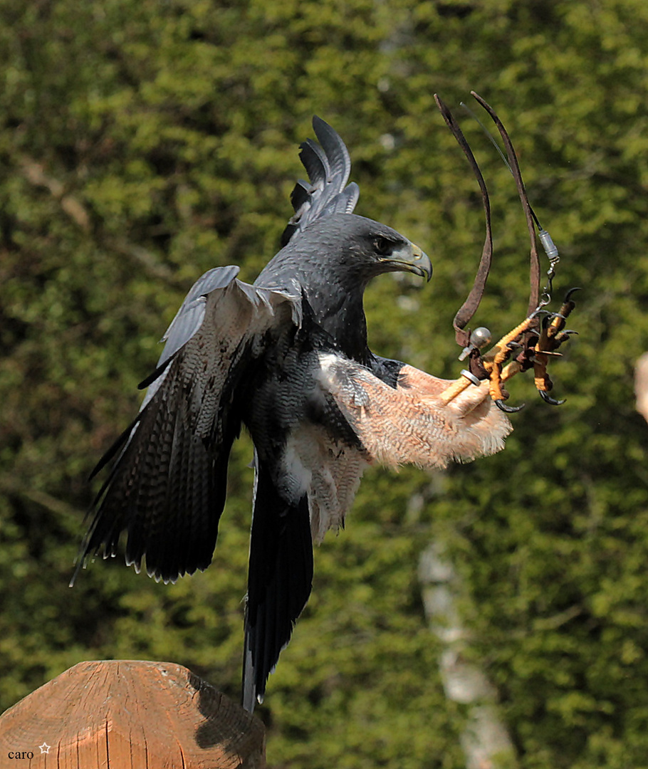 Blaubussard