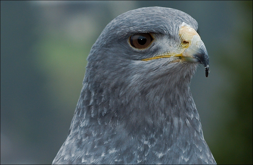 Blaubussard (Aguja)