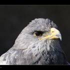 Blaubussard (Aguja)