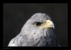 Blaubussard (Aguja)