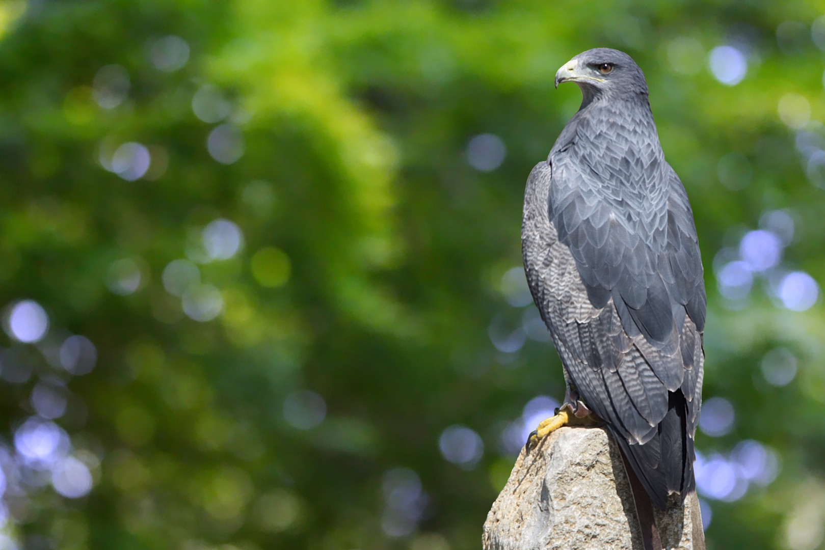 Blaubussard / Aguja (Geranoaetus melanoleucus)