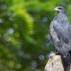 Blaubussard / Aguja (Geranoaetus melanoleucus)