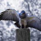 Blaubussard