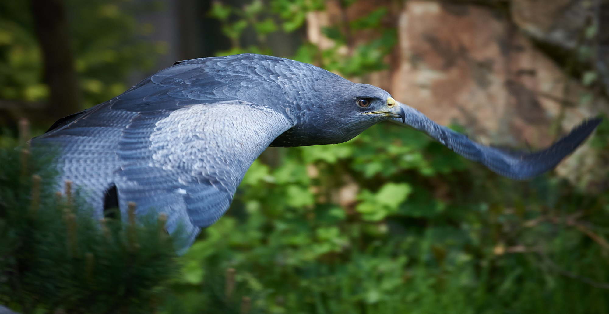 Blaubussard